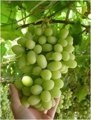 organic_grapes_4web.jpg