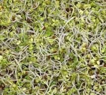raw_clover_sprouts.jpg
