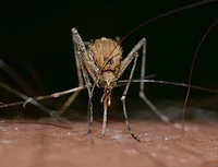 mosquito-pixabay.png mosquito-pixabay.png