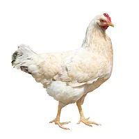chicken live-123rf.jpg