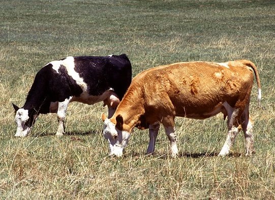 Two_cows_grazing_from_Wikimedia_commons.jpg