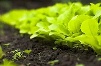 farm-123rf copy 2.jpg