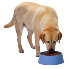 dog-eating-food_4web.jpg