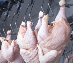 poultry_processing_line_SES-food-safety.png
