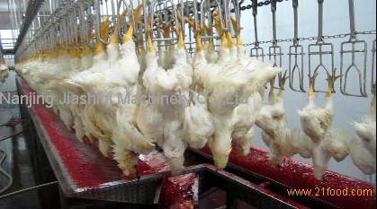 Poultry-slaughter_China_21fooddotcom_4web.jpg