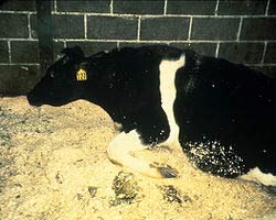 Cow-with-BSE_aphis.usda.gov_4web.jpg