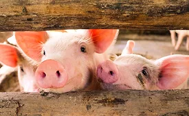pigs behind a wooden fence