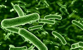 microscopic view of pathogens