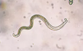 Trichinella