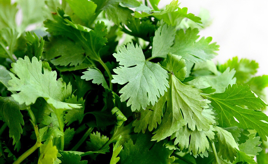 English Outbreak of Shigella in 2018 Likely Caused by Contaminated Coriander