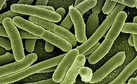 E. coli bacteria