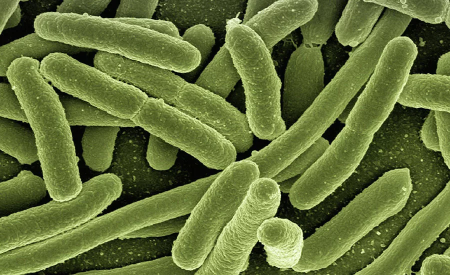 E. coli bacteria