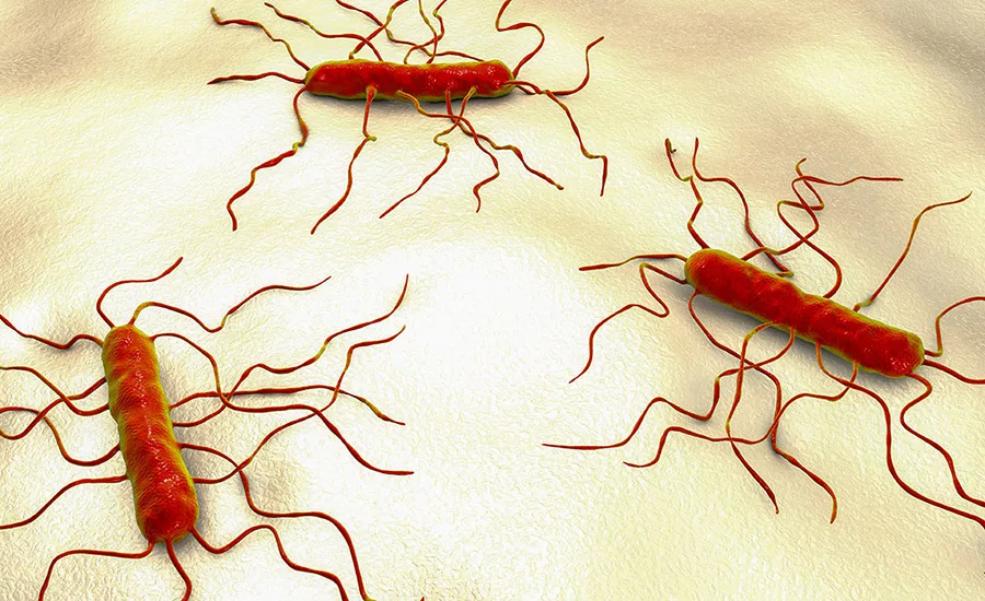 AFFI Launches Listeria Control Specialist Certificate Program for Food Safety Management