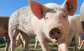 China Investigates Dead Pigs Along the Yellow River