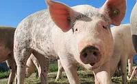 China Investigates Dead Pigs Along the Yellow River China Investigates Dead Pigs Along the Yellow River
