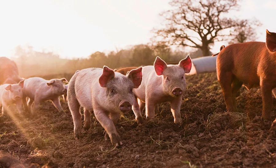 pigs in field