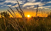 wheat wheat