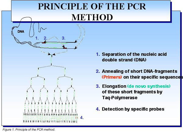 Principles of the PCR method